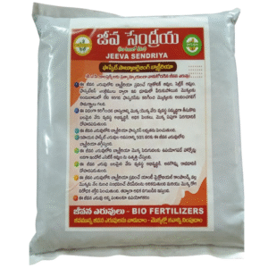 Jeeva Sendriya – Phosphate Solubilizing Bacteria (PSB)
